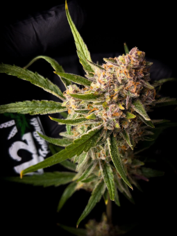 картинка Guava Auto от магазина Semki