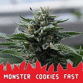 картинка Monster Cookies Fast от магазина Semki