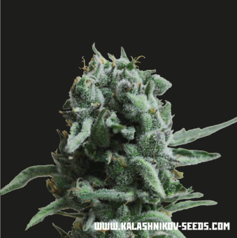 картинка White Widow 47 от магазина Semki