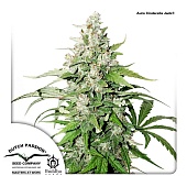 картинка Auto Cinderella Jack от магазина Semki