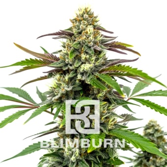картинка Bubble Gum Sherb от магазина Semki