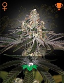 картинка White Widow от магазина Semki