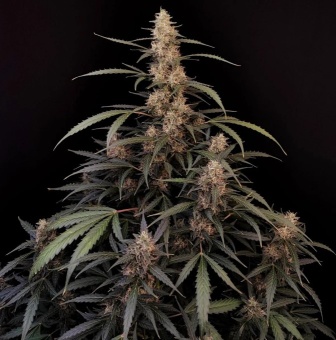 картинка Original Auto Amnesia Haze от магазина Semki