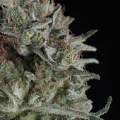 картинка Critical Plus Auto от магазина Semki