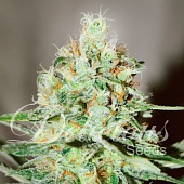 картинка Jagg Kush от магазина Semki