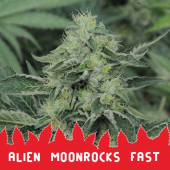 картинка Alien Moonrocks Fast от магазина Semki