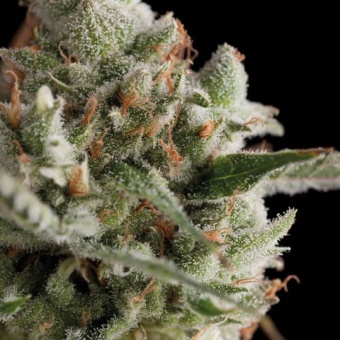 картинка Total Cheese Auto (Super Cheese Auto) от магазина Semki