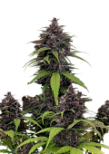 картинка Purple Haze Auto от магазина Semki