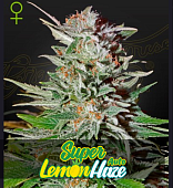 картинка  Super Lemon Haze Auto  от магазина Semki