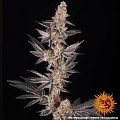 картинка RS11 x Banana OG от магазина Semki
