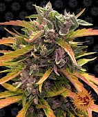картинка Gorilla Glue Auto от магазина Semki