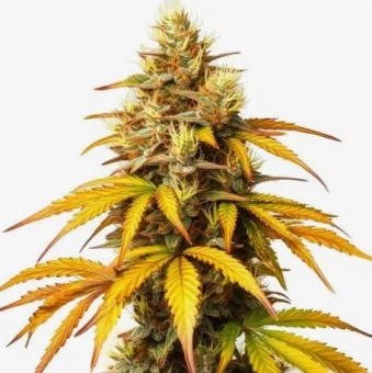 картинка HellFire OG от магазина Semki