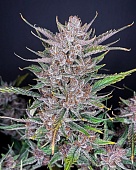 картинка Gorilla Punch Auto от магазина Semki