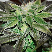 картинка Sugar Candy от магазина Semki