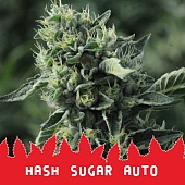 картинка Hash Sugar Auto от магазина Semki