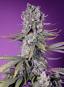 картинка Papaya Zoap F1 Fast Version от магазина Semki
