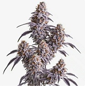 картинка Slurricane от магазина Semki