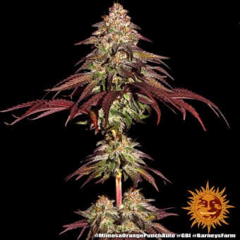 картинка Mimosa x Orange Punch Auto от магазина Semki