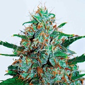 картинка Critical Neville Haze Auto от магазина Semki