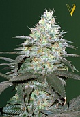 картинка Auto Original Berry от магазина Semki