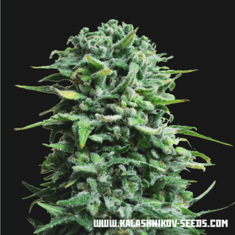 картинка Siberian Haze Auto от магазина Semki