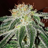 картинка Black Russian от магазина Semki