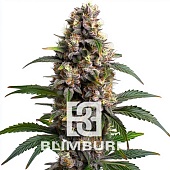 картинка Godfather OG от магазина Semki