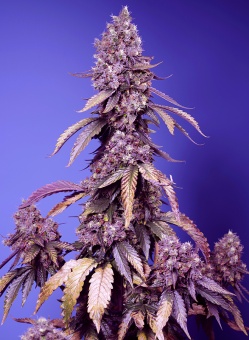 картинка Black Muffin F1 от магазина Semki