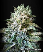 картинка Zkittlez Kalashnikov Auto от магазина Semki