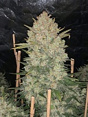 картинка Original Auto OG Kush от магазина Semki