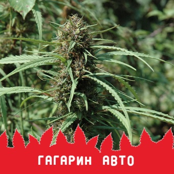 картинка Gagarin Auto от магазина Semki