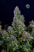 картинка Gelato Auto от магазина Semki