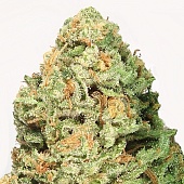 картинка Fruit Punch от магазина Semki