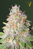 картинка Auto Green Wild Shark  от магазина Semki