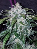 картинка Tangie'matic от магазина Semki
