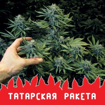 картинка Татарская Ракета от магазина Semki