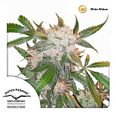 картинка White Widow reg. от магазина Semki
