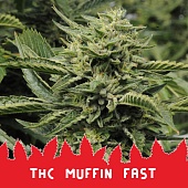 картинка THC Muffin Fast от магазина Semki