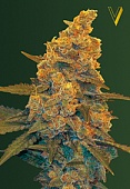 картинка Auto Blow Dream от магазина Semki