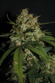 картинка Super Boof Auto от магазина Semki