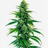 картинка Acapulco Gold Auto от магазина Semki