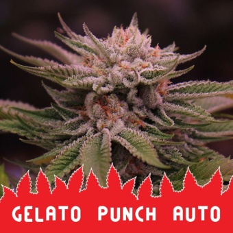картинка Gelato Punch Auto от магазина Semki